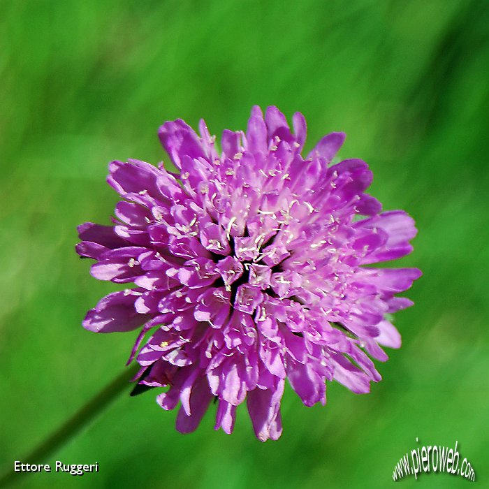 11 -Knautia Arvensis.JPG